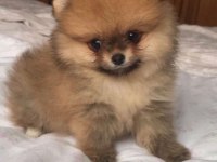 Ayı surat pomeranian