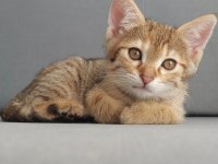 FEL12 KEDİMİZ YUVASINI ARIYOR