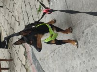 7 aylık pinscher yavrumuz sahiplendirilecek