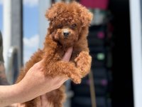 Petmode köpek çiftliğinde ziyarete açık toy poodle