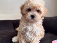 Uygun tüy dökmeyen hipoalerjenik maltipoo bebekler