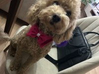 Harika surat poodle kızımız yeni sahibini bekliyor