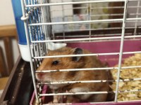 HER RENK HAMSTER MEVCUTTUR