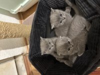 Sağlıklı scottish fold yavrularımız yeni yuvalarını arıyor