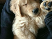 Kaliteli golden retriever yavrular