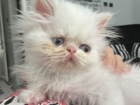 İRAN KEDİSİ BEBİŞ