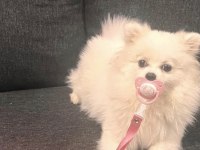 Tuvalet eğitimli aşıları tam oyun oynar pomeranian