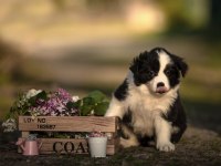 Şirin mi şirin Border Collie yavrularım
