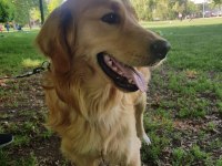 Ücretsiz sahiplendirme golden retriever köpeği