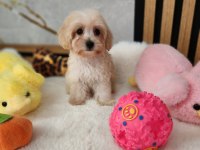 Maltipoo Yavrularımız