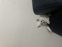 BRİTİSH SHORTHAİR YAVRU KEDİLERİMİZ