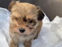 (SDK) çiftlikten sevimli Morkie yavrular