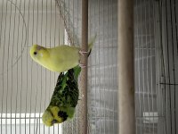 Ele alışık uyguna muhabbet kuşu tek veya takım