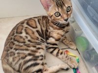 Elite Bengal Kittens