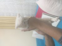 Kedimiz 2 aylık british shorthair