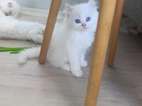 Güzel Pamuk Kedilerim