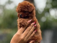 Aşılı Eğiitimli Premıum Toy Poodle