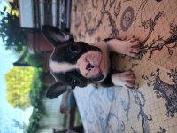FRENCH BULLDOG BEBEKLER