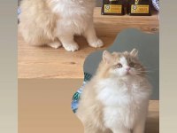 BABA ULUSAL ŞAMPİYON OY03 CİNNEMON BİCOLOR KEDİMİZ