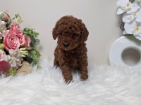Ruhsatlı Köpek Çiftliğinden Toypoodleyavrularımız
