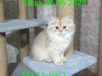 Scottish golden yavruları full şecereli