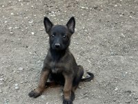 A Kalite Belçika Malinois Yavrular