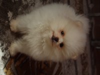 A KALİTE POMERANİAN YAVRULAR İÇİN ULAŞABİLİRSİNİZ