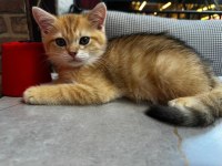 British Shorthair yavrularımıza yuva arıyoruz