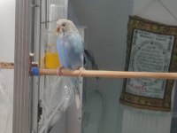 Muhabbet kuşu yavrusu
