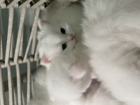 British longhair shorthair kediler