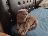 Scottish Fold Dişi 1 Yaşında Kızımız Kısır Değil