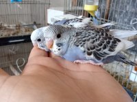 Muhabbet kuşu yavrular sahiplendirilecek ele alıştırmalık