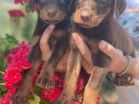 Doberman yavrular