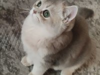 Safkan British Shorthair
