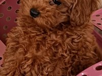 Yasal Köpek Çiftliğinden Toy Poodle Yavrularımız