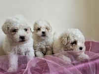 Maltipoo bebişler