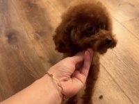 Kore Teacup 15 Aylık Dişi 1400 Gr 18 Cm Poodle