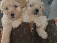 0 numara maltipoo bebekler