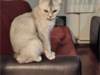 Çok cana yakın scottish fold kedisi
