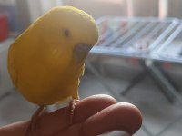 Muhabbet kuşu kafesiyle birlikte