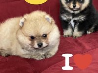 Pomeranian Boo bebekler aşılı kimlikli