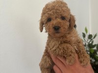 Irk garantili dişi ve erkek poodle yavrular