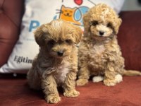 Ultra kalite maltipoo yavrularımız aşılı pasaportlu