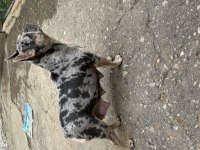 LİLAC TAN PLATİNUM ERKEK FRENCH BULLDOG
