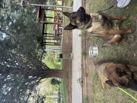 Belçika malinois