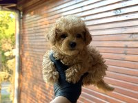 KORE POODLE ÜST DÜZEY POODLE YAVRUSU YENİ YUVASINI ARIYOR