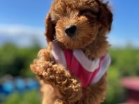 WC eğitimli toy poodle