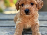 Safkan Maltipoo bebekler