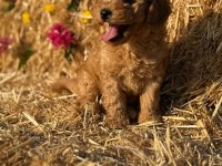 Toy Poodle Bebekler - Sun Kennels Üretim Çiftliği'nden