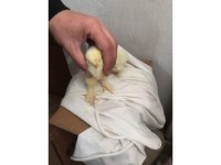 Brahma ve cins civcivler boy boy bakmadan geçme